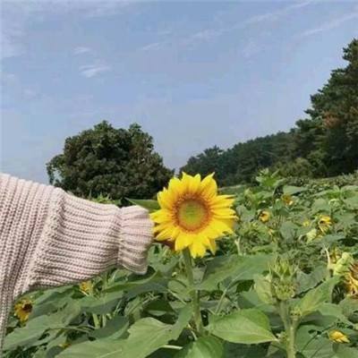 lol联盟传说手机版下载